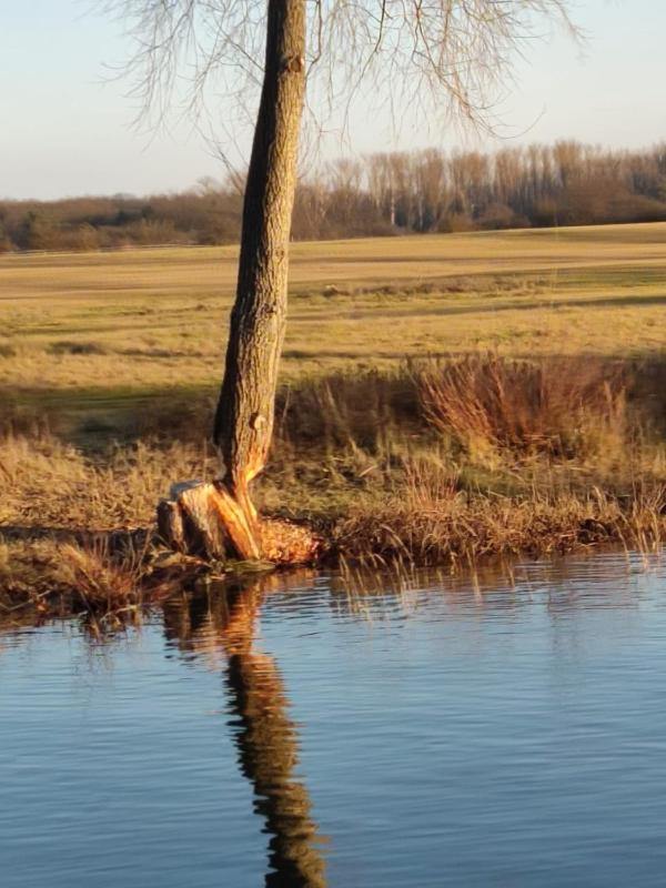 Ferienwohnung An Der Elbe Bleckede Luaran gambar